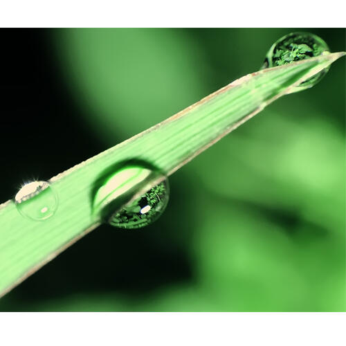 Tips Macro Photo Murmer pakai Extension Tube + Lensa Telephoto