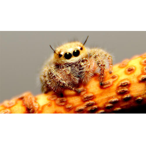 Tips Macro Photo Murmer pakai Extension Tube + Lensa Telephoto
