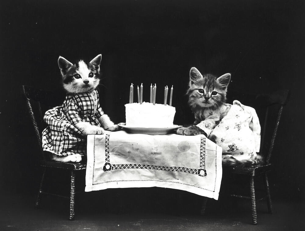 Foto-Foto Kucing dan Anjing yg menggemaskan, Dari Satu Abad yang lalu !