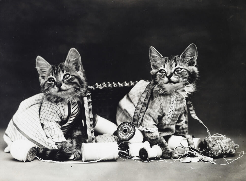 Foto-Foto Kucing dan Anjing yg menggemaskan, Dari Satu Abad yang lalu !