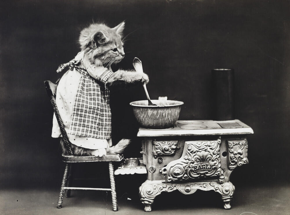 Foto-Foto Kucing dan Anjing yg menggemaskan, Dari Satu Abad yang lalu !