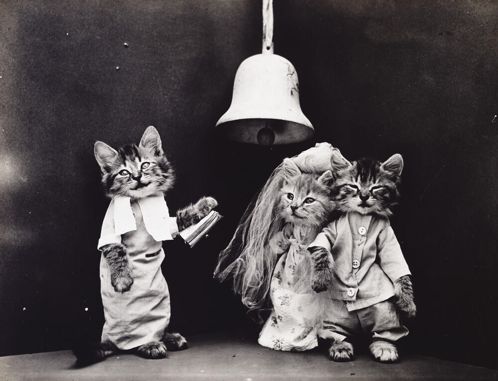 Foto-Foto Kucing dan Anjing yg menggemaskan, Dari Satu Abad yang lalu !