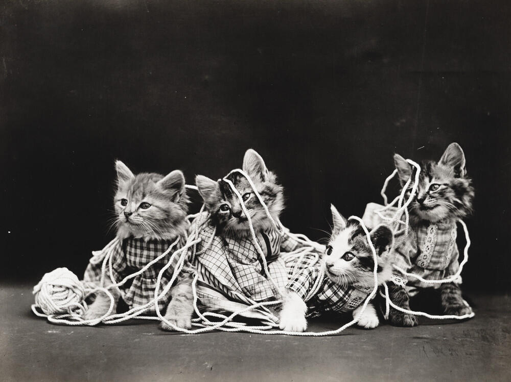 Foto-Foto Kucing dan Anjing yg menggemaskan, Dari Satu Abad yang lalu !