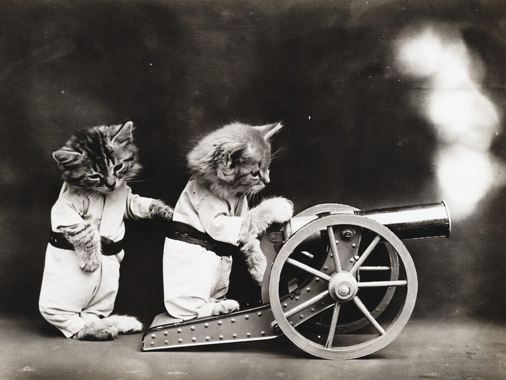 Foto-Foto Kucing dan Anjing yg menggemaskan, Dari Satu Abad yang lalu !