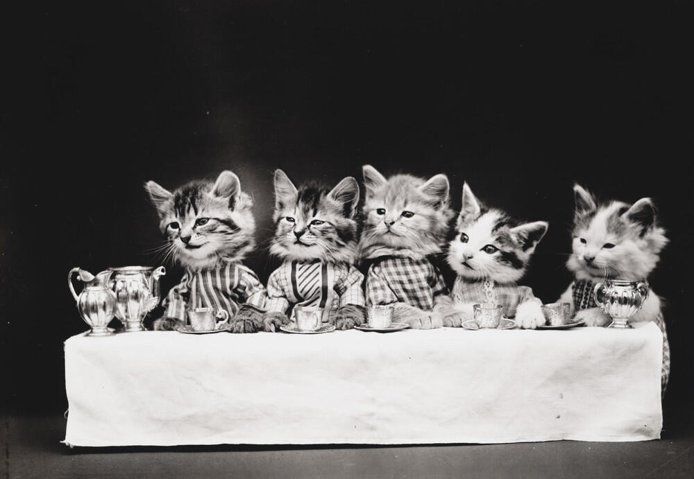 Foto-Foto Kucing dan Anjing yg menggemaskan, Dari Satu Abad yang lalu !