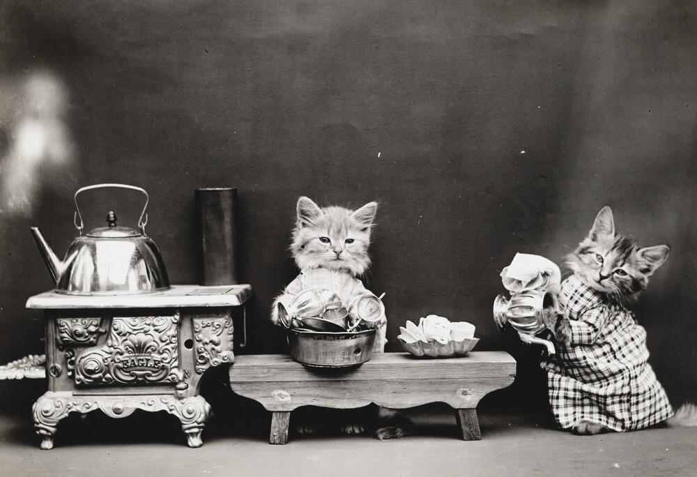 Foto-Foto Kucing dan Anjing yg menggemaskan, Dari Satu Abad yang lalu !