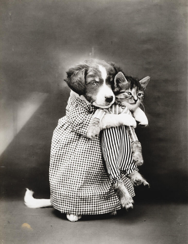 Foto-Foto Kucing dan Anjing yg menggemaskan, Dari Satu Abad yang lalu !
