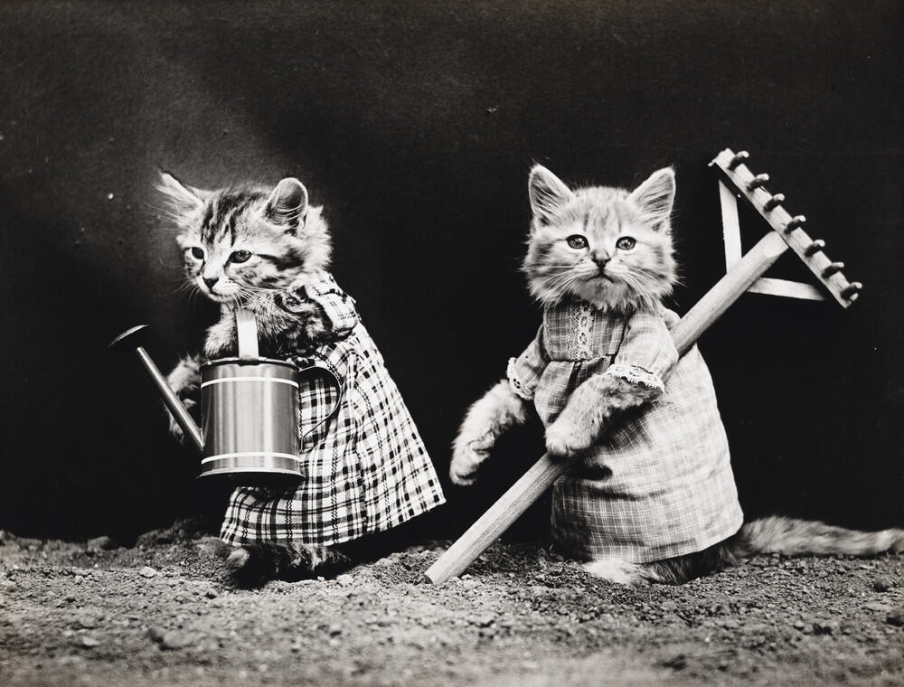 Foto-Foto Kucing dan Anjing yg menggemaskan, Dari Satu Abad yang lalu !