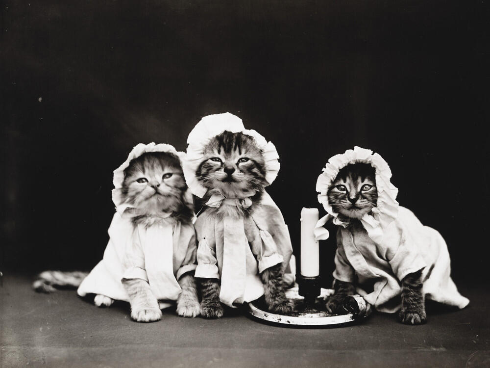Foto-Foto Kucing dan Anjing yg menggemaskan, Dari Satu Abad yang lalu !