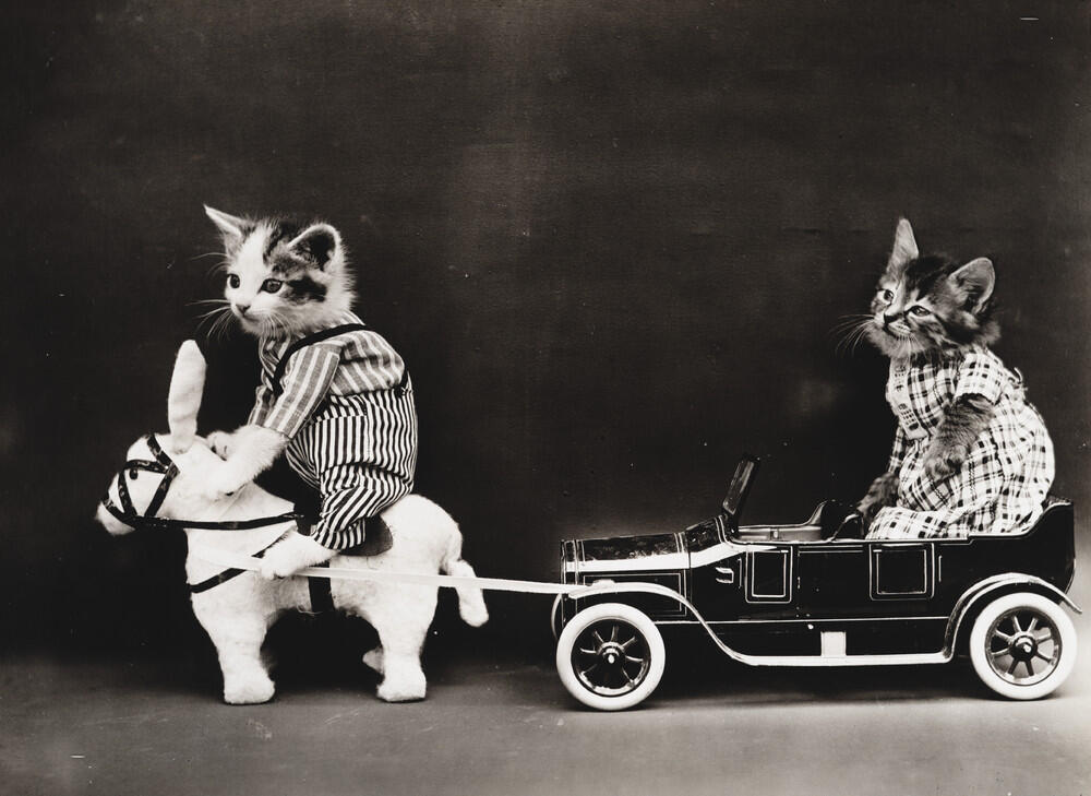 Foto-Foto Kucing dan Anjing yg menggemaskan, Dari Satu Abad yang lalu !