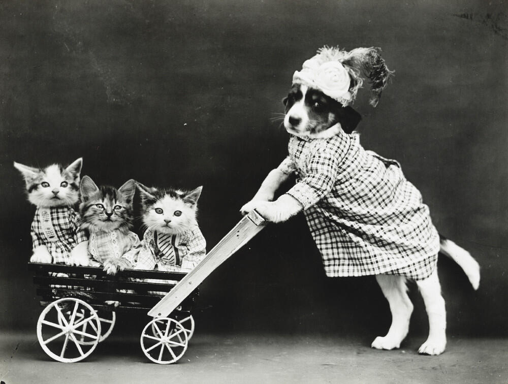 Foto-Foto Kucing dan Anjing yg menggemaskan, Dari Satu Abad yang lalu !
