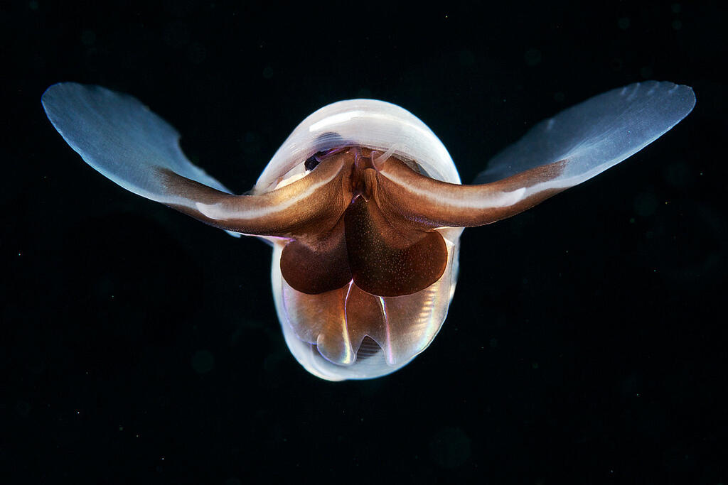 Foto-Foto Makhluk Invertebrata Laut Dalam