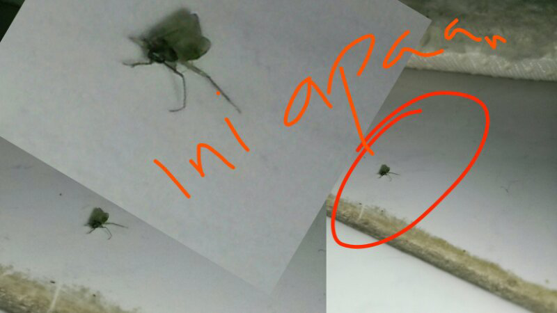 Gan, help mau nanya