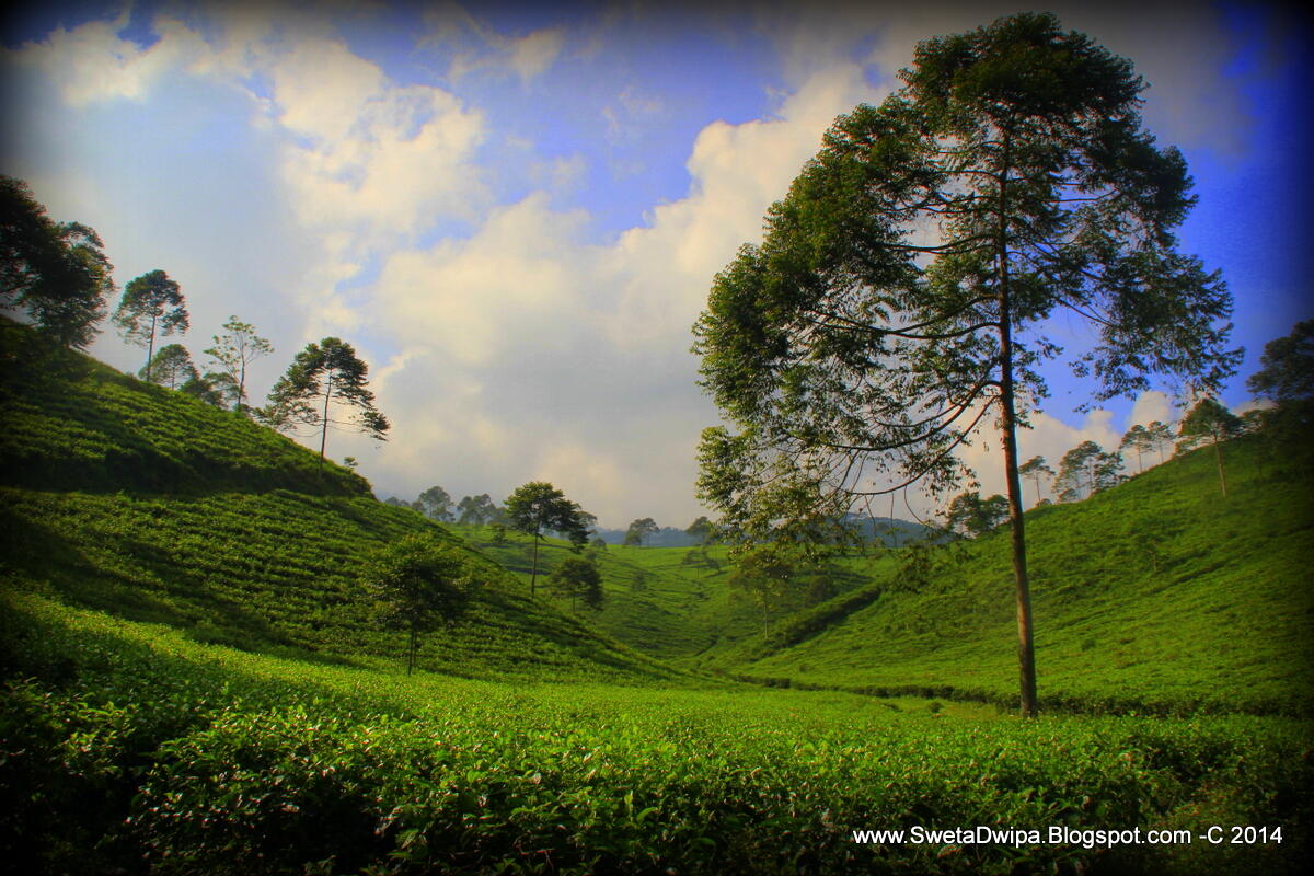 Menikmati Sejuknya Kebun Teh Kemuning di Ngargoyoso 