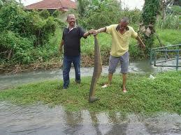 LINTAH TERBESAR DI DUNIA