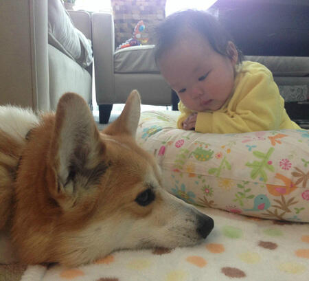Persahabatan Cute Bayi Dan Anjing Corgi Lucu Abisssssssssssss