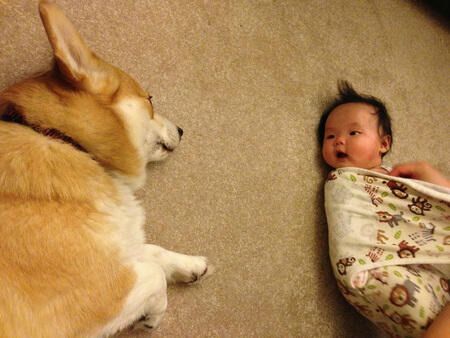 Persahabatan Cute Bayi Dan Anjing Corgi Lucu Abisssssssssssss