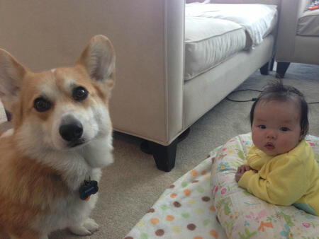 Persahabatan Cute Bayi Dan Anjing Corgi Lucu Abisssssssssssss