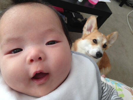 Persahabatan Cute Bayi Dan Anjing Corgi Lucu Abisssssssssssss