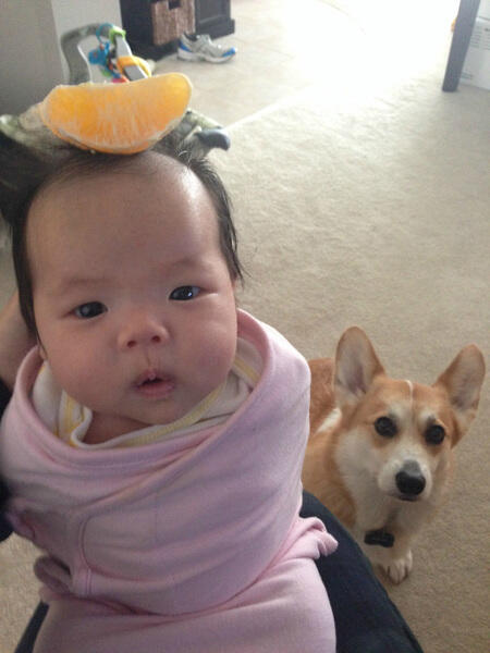 Persahabatan Cute Bayi Dan Anjing Corgi Lucu Abisssssssssssss