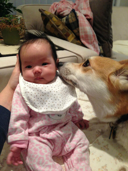 Persahabatan Cute Bayi Dan Anjing Corgi Lucu Abisssssssssssss