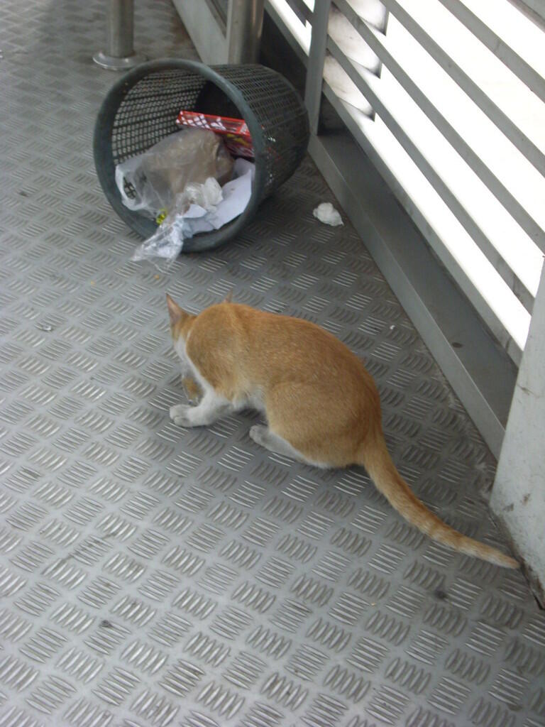 Hal-hal yang terkadang dan sering ditemui saat menaiki bus TransJakarta