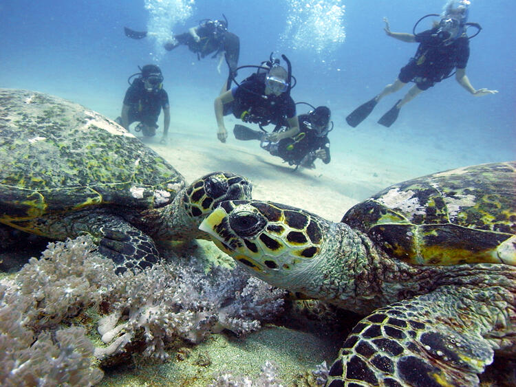 Mengenal Lebih Dekat Gili Trawangan