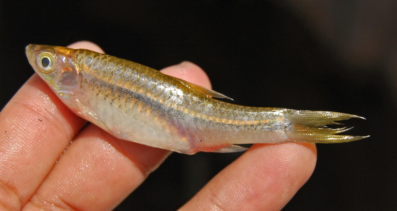 AsyikNya memancing "DULU"