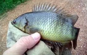 AsyikNya memancing "DULU"