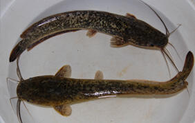 AsyikNya memancing "DULU"