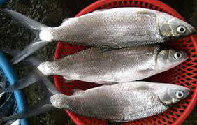 AsyikNya memancing "DULU"