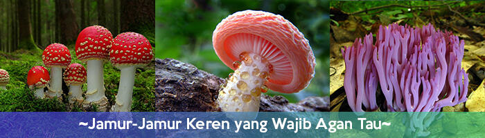 ~Jamur-Jamur Keren yang Wajib Agan Tau~
