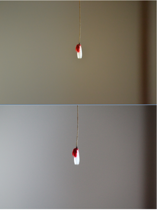 Perbandingan hasil Jepretan Nikon D3100 vs Canon Rebel T3 (kiss X50)
