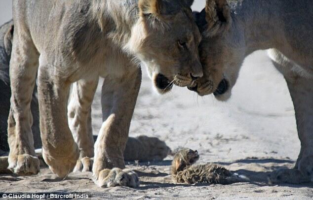 Kalah Terhormat : Contohlah Anak Kucing Liar Pemberani Melawan 4 Ekor Singa