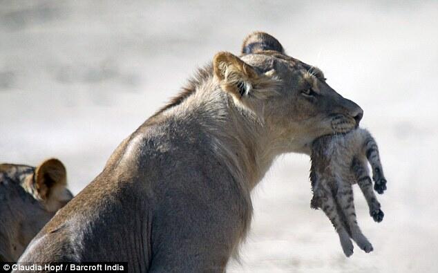 Kalah Terhormat : Contohlah Anak Kucing Liar Pemberani Melawan 4 Ekor Singa