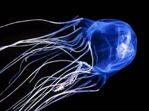 Box Jellyfish Binatang Paling Beracun Di Dunia