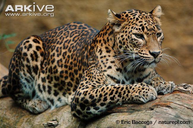 7 Jenis Leopard Langka dan Menakjubkan