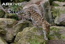 7 Jenis Leopard Langka dan Menakjubkan