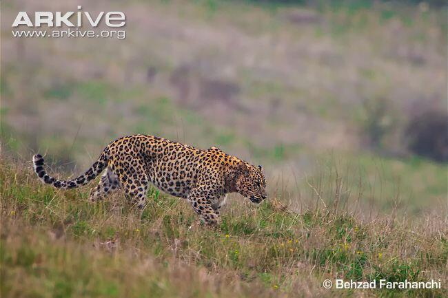 7 Jenis Leopard Langka dan Menakjubkan