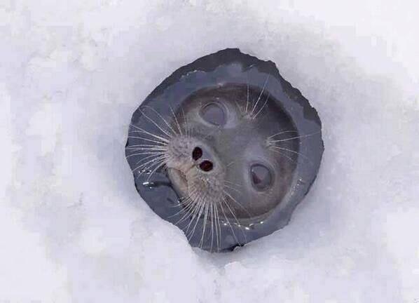 foto tingkah laku hewan menggemaskan