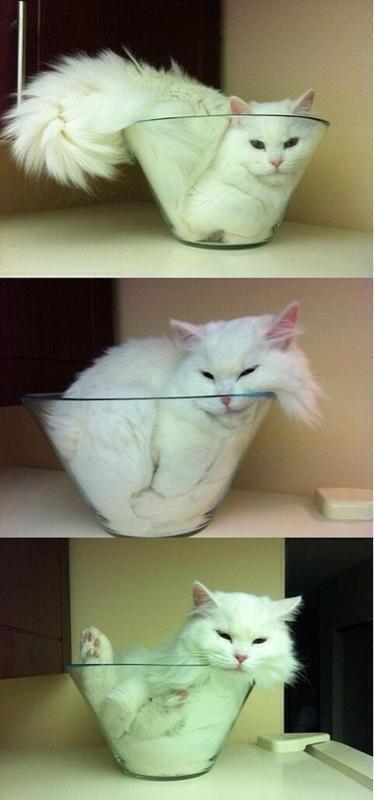 foto tingkah laku hewan menggemaskan