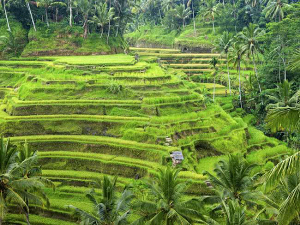 8 Kelebihan Bali yang Diakui Dunia