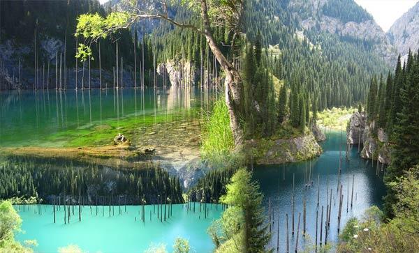 7 Hutan Dalam Air Paling Menakjubkan
