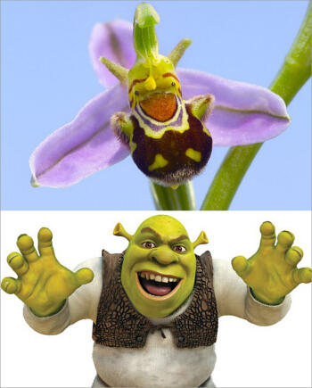 Anggrek Unik Berbentuk Mirip Kartun Shrek