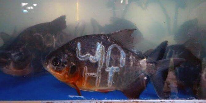 &#91;SELINGAN&#93; Pria ini tulis nama-nama capres 2014 di sisik ikan peliharaannya