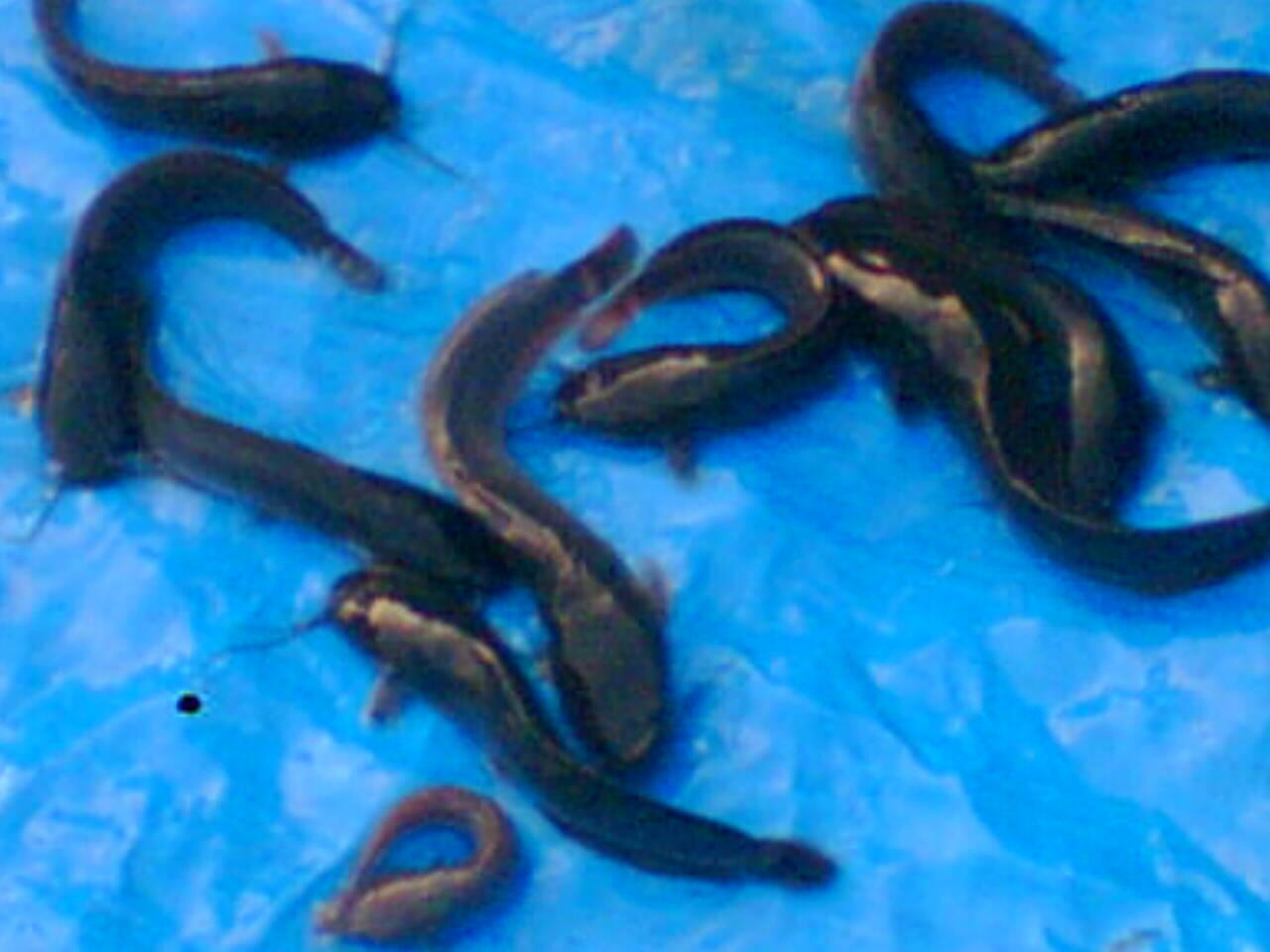 Tenak lele cuma 2,5 bulan..