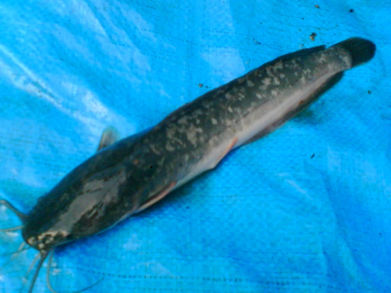 Tenak lele cuma 2,5 bulan..