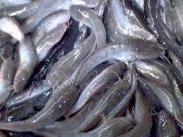 Tenak lele cuma 2,5 bulan..
