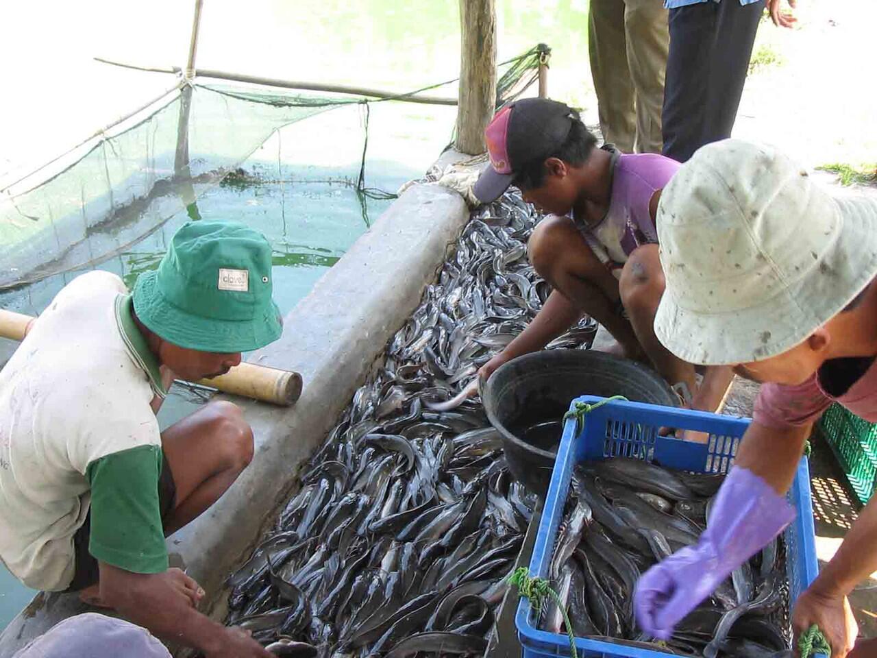 Tenak lele cuma 2,5 bulan..