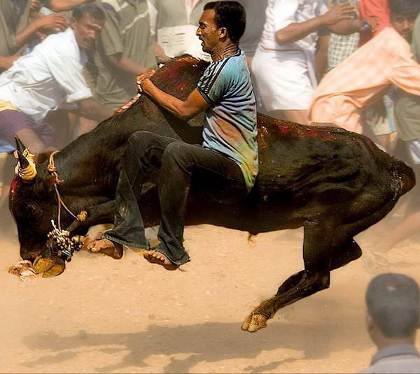 Jallikattu, Permainan Matador Ala India Yang Tak Kalah Sadisnya